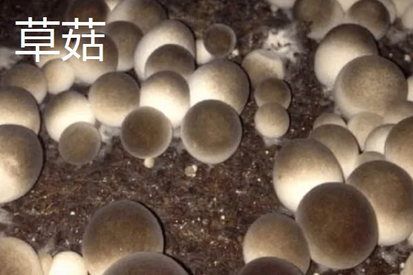 菌类的种类，常见的有香菇、草菇等