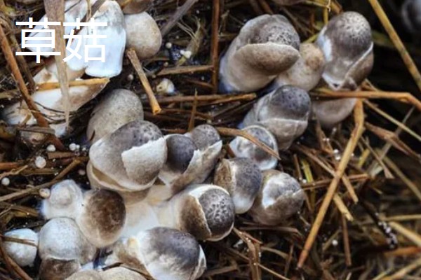 菌类的种类，常见的有香菇、草菇等