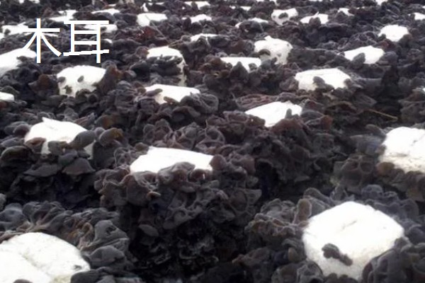 菌类的种类，常见的有香菇、草菇等