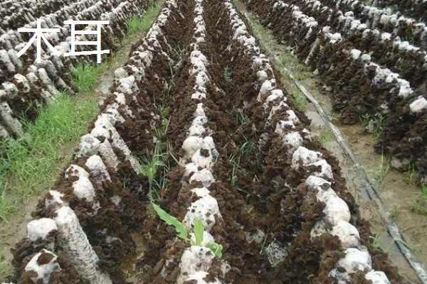 菌类的种类，常见的有香菇、草菇等