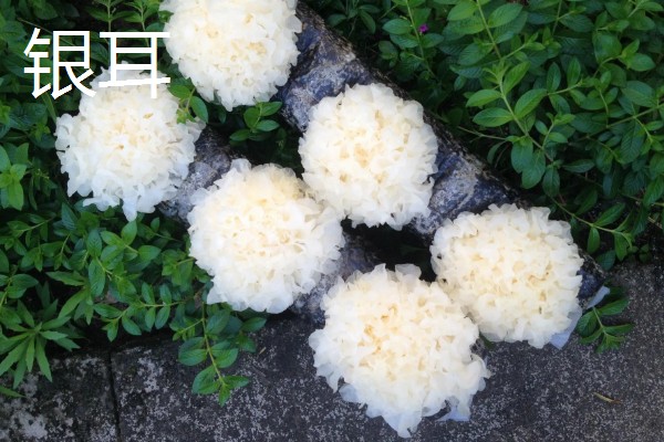 菌类的种类，常见的有香菇、草菇等