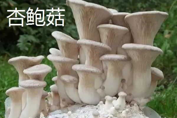 菌类的种类，常见的有香菇、草菇等