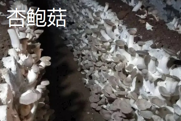 菌类的种类，常见的有香菇、草菇等