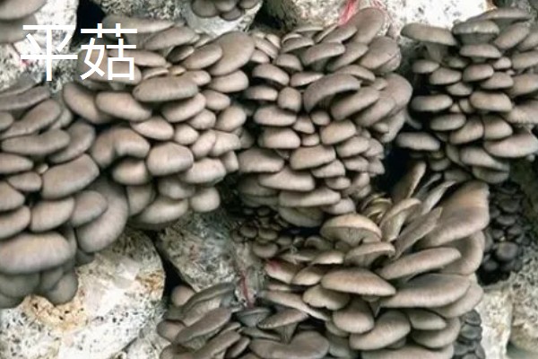 菌类的种类，常见的有香菇、草菇等