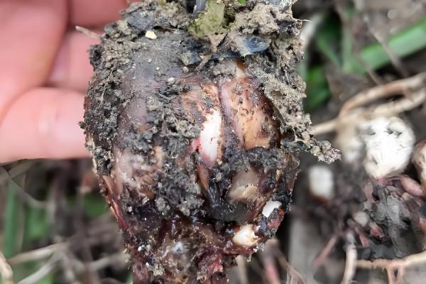 烂种的含义，种子还未发芽或刚发芽就腐烂