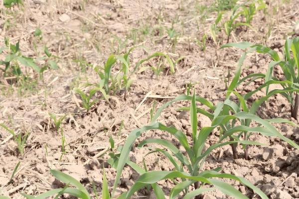 烂种的含义，种子还未发芽或刚发芽就腐烂