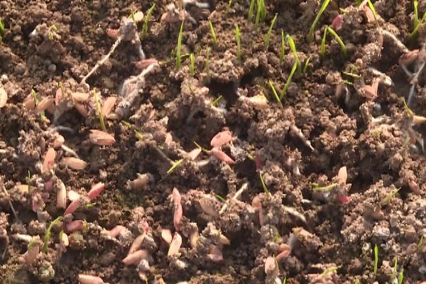 烂种的含义，种子还未发芽或刚发芽就腐烂