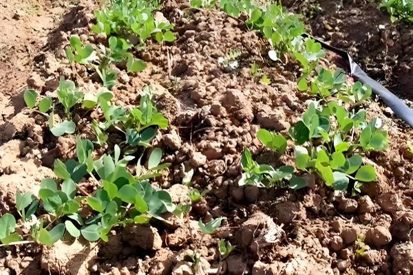 烂种的含义，种子还未发芽或刚发芽就腐烂