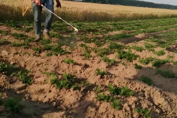 烂种的含义，种子还未发芽或刚发芽就腐烂