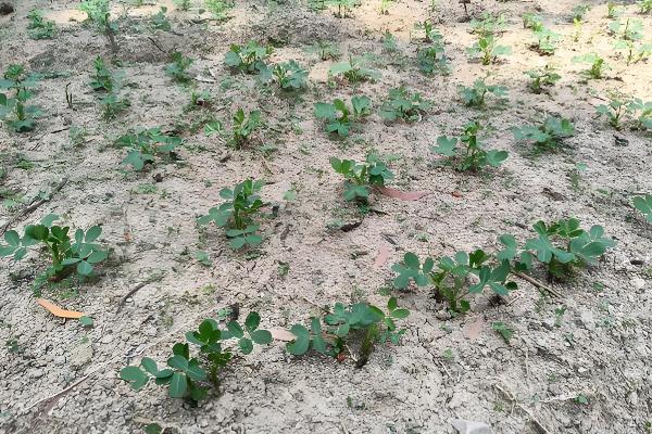 烂种的含义，种子还未发芽或刚发芽就腐烂