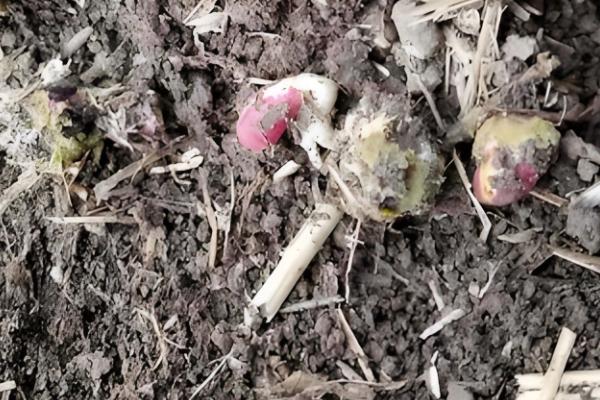 烂种的含义，种子还未发芽或刚发芽就腐烂