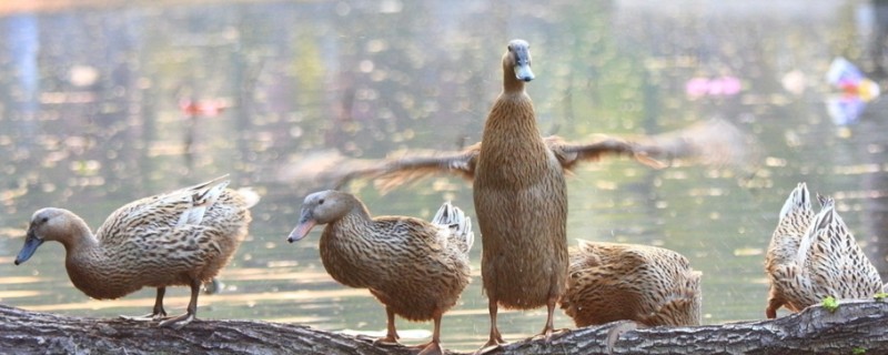 康贝尔鸭的生产性能，平均年产蛋量260-300枚