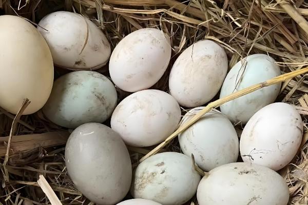 康贝尔鸭的生产性能，平均年产蛋量260-300枚