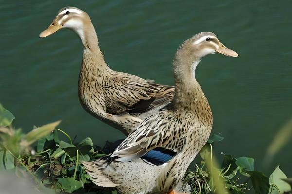 康贝尔鸭的生产性能，平均年产蛋量260-300枚