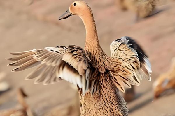 康贝尔鸭的生产性能，平均年产蛋量260-300枚