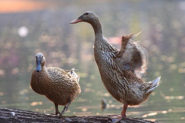 康贝尔鸭的生产性能，平均年产蛋量260-300枚