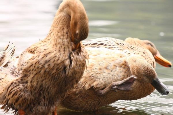 康贝尔鸭的生产性能，平均年产蛋量260-300枚