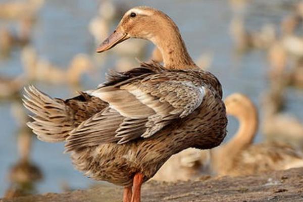 康贝尔鸭的生产性能，平均年产蛋量260-300枚