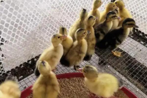 康贝尔鸭的生产性能，平均年产蛋量260-300枚