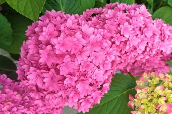 八仙花有什么品种，以阿尔彭格卢欣、恩齐安多姆等品种为主