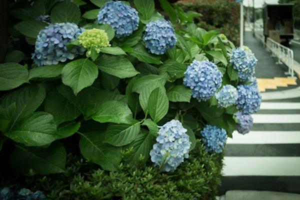 八仙花有什么品种，以阿尔彭格卢欣、恩齐安多姆等品种为主