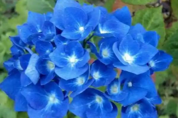 八仙花有什么品种，以阿尔彭格卢欣、恩齐安多姆等品种为主