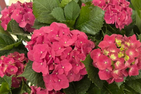 八仙花有什么品种，以阿尔彭格卢欣、恩齐安多姆等品种为主