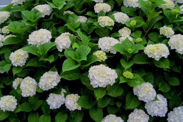 八仙花有什么品种，以阿尔彭格卢欣、恩齐安多姆等品种为主