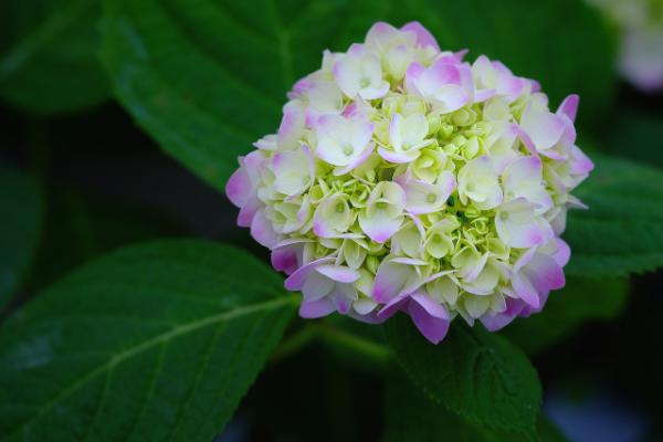 八仙花有什么品种，以阿尔彭格卢欣、恩齐安多姆等品种为主