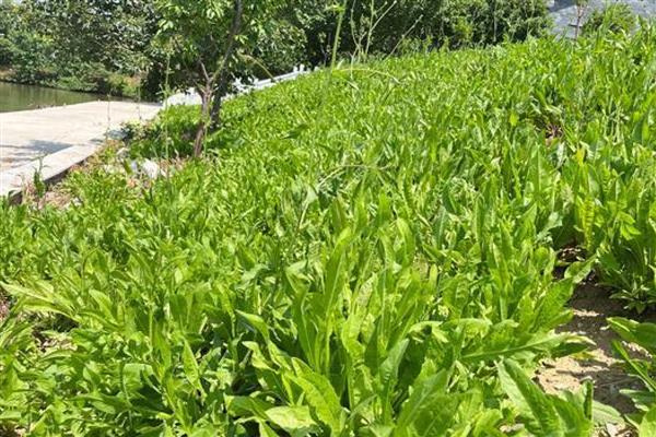 如何种植菊苣,播前结合整地应施足基肥