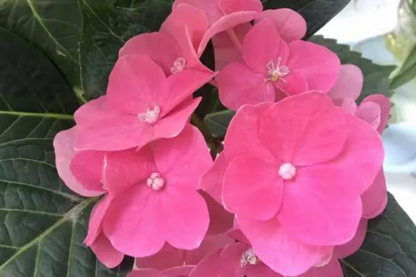 八仙花有什么品种，以阿尔彭格卢欣、恩齐安多姆等品种为主