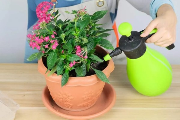 繁星花叶子蔫了怎么处理，在养护期间要适量的浇水