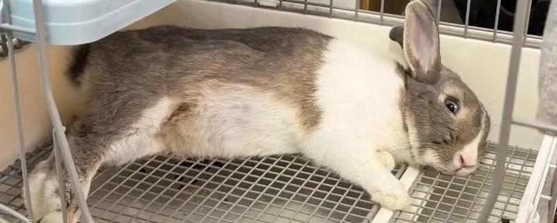 兔子为什么会严重掉毛，可能正值换毛期