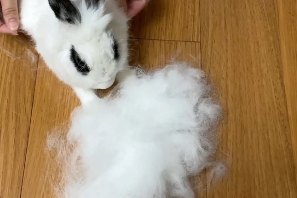 兔子为什么会严重掉毛，可能正值换毛期