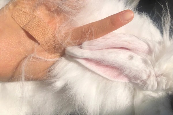 兔子为什么会严重掉毛，可能正值换毛期