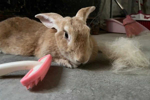 兔子为什么会严重掉毛，可能正值换毛期