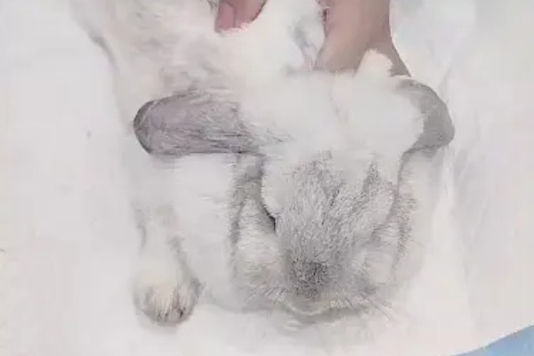 兔子为什么会严重掉毛，可能正值换毛期