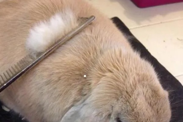 兔子为什么会严重掉毛，可能正值换毛期