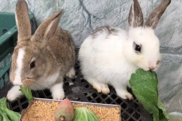 兔子为什么会严重掉毛，可能正值换毛期