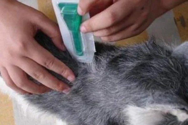 兔子为什么会严重掉毛，可能正值换毛期