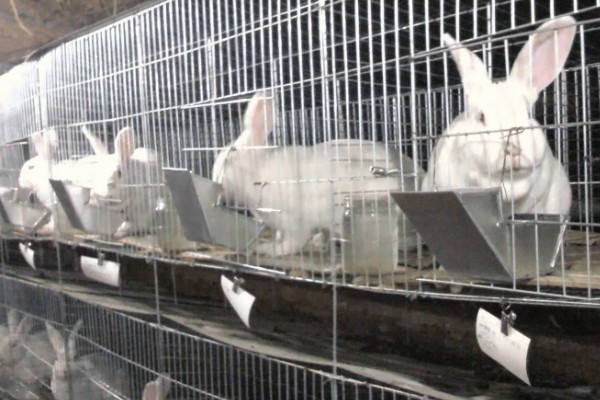 兔子为什么会严重掉毛，可能正值换毛期