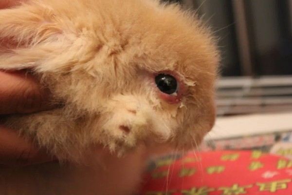 兔子为什么会严重掉毛，可能正值换毛期