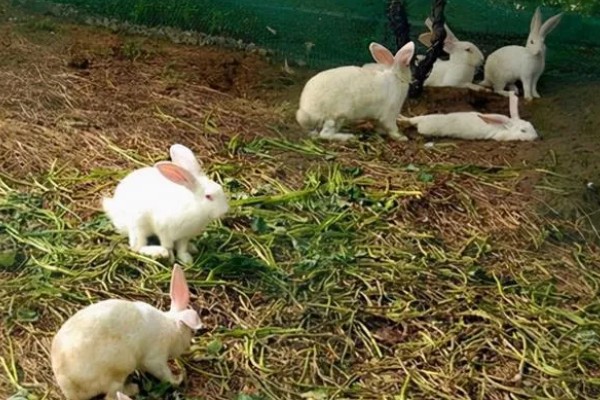 兔子为什么会严重掉毛，可能正值换毛期
