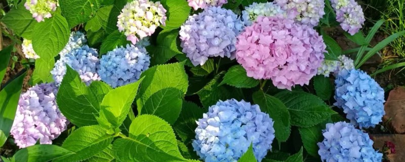 八仙花有什么品种，以阿尔彭格卢欣、恩齐安多姆等品种为主