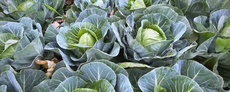 十字花科类蔬菜是什么意思，是指属于十字花科科目的蔬菜