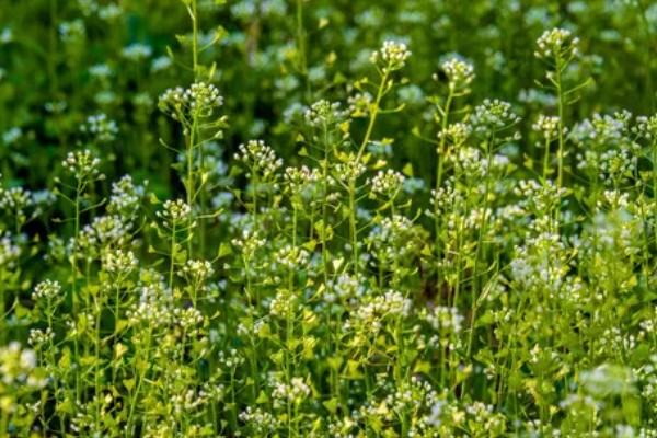 十字花科类蔬菜是什么意思，是指属于十字花科科目的蔬菜