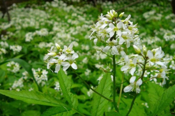 十字花科类蔬菜是什么意思，是指属于十字花科科目的蔬菜