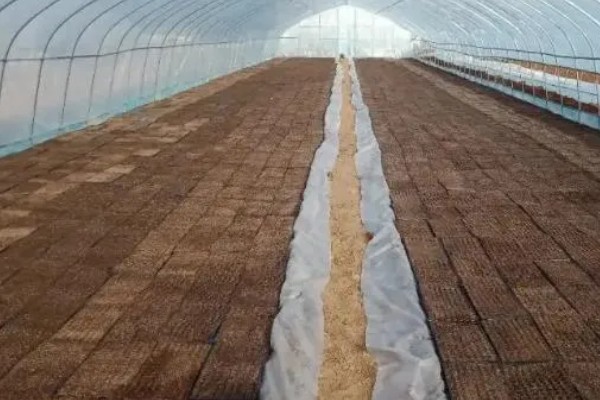 十字花科类蔬菜是什么意思，是指属于十字花科科目的蔬菜