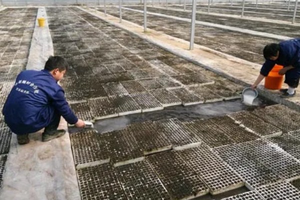 十字花科类蔬菜是什么意思，是指属于十字花科科目的蔬菜