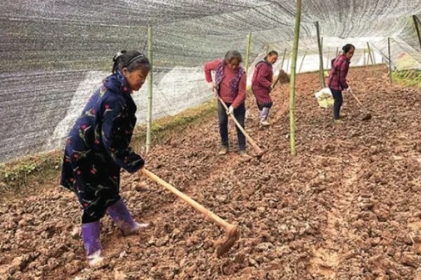 十字花科类蔬菜是什么意思，是指属于十字花科科目的蔬菜